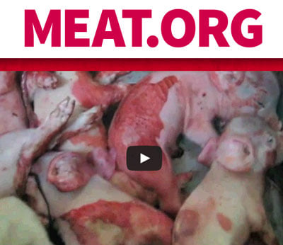 www.meat.org